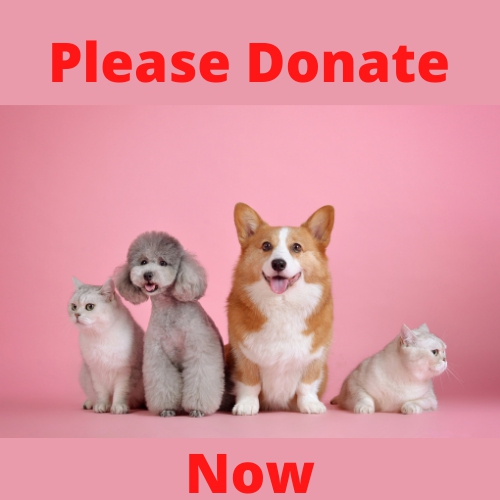 Pink box with 4 small dogs that reads please donate.